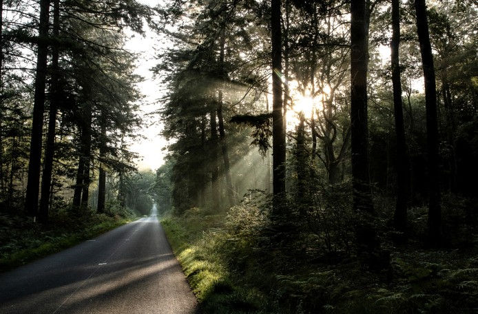 Rayons de soleil traversant la forêt de Brocéliande