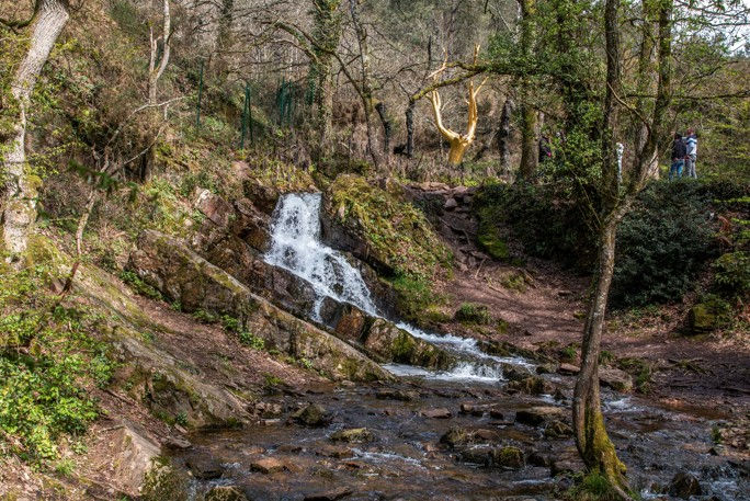 Arbre d’Or du Val sans Retour en forêt de Brocéliande – symbole légendaire