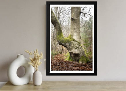 Paysage forestier en Normandie avec arbres et lumière naturelle