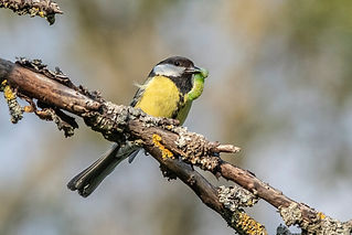 mesange ver oiseau nature_edited.jpg