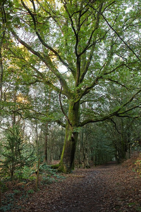 Chemin forestier menant à la Fontaine de Barenton en forêt de Brocéliande