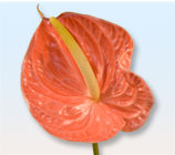 Mantara