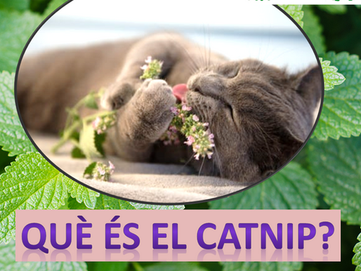 QUÈ ÉS EL CATNIP?