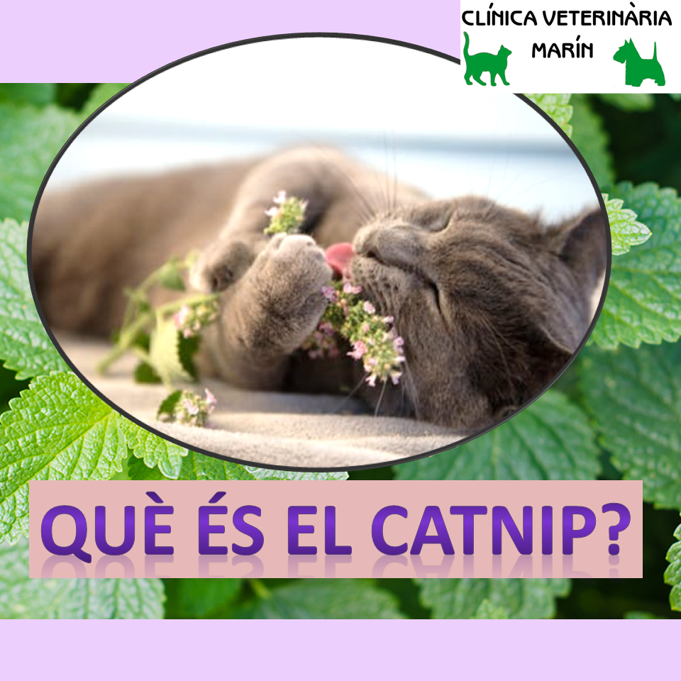 QUÈ ÉS EL CATNIP?