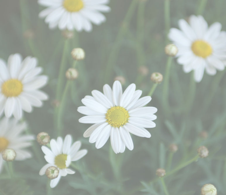 White Daisies Close-Up_edited.jpg