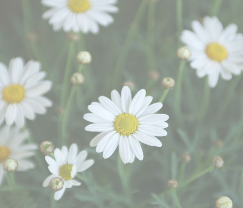 White Daisies Close-Up_edited.jpg