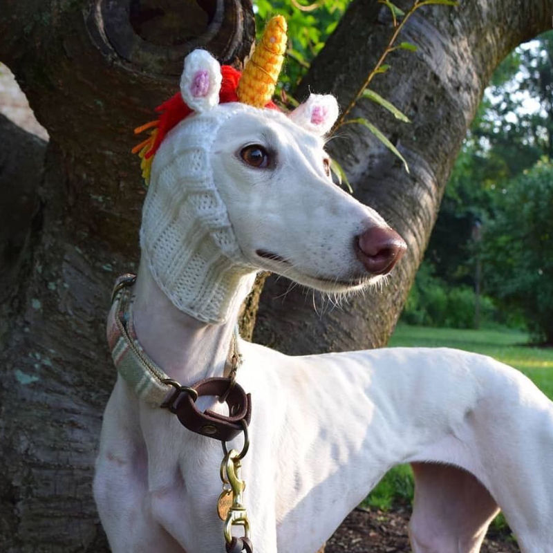 Thumbnail: Dog wearing unicorn knitted dog snood by Hendricks and Maple