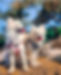 Two pomeranians at the beach in harnesses