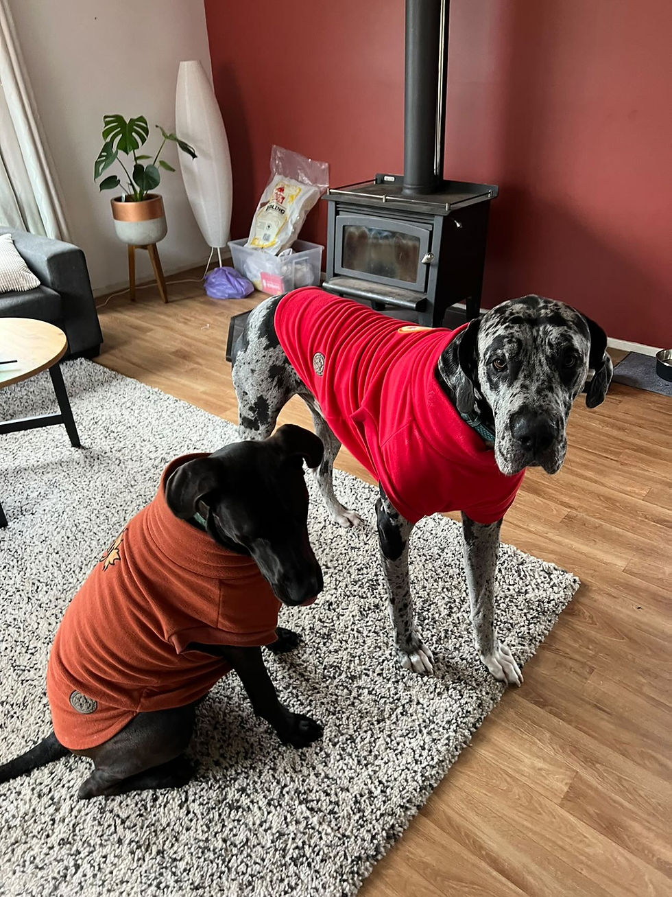A Great Dane in our red PIZZA Luxe Polar Fleece Snug in size 4XL and his brother a Cane Corso cross Great Dane in our Rust Maple Leaf Polar Fleece Snug in size 3XL.