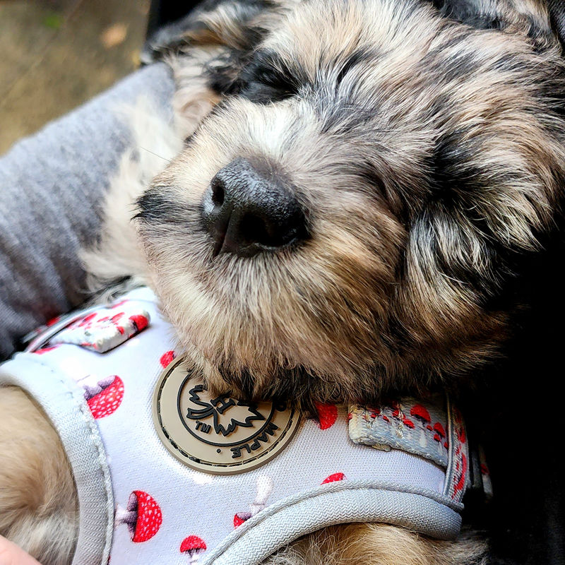 Sleeping Blue Merle Labradoodle puppy in the XXS Amanita Magic Red and White Mushroom Harness by Hendricks and Maple