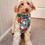 Thumbnail: Blonde dog wearing dragon fruit dog bandana by Hendricks and Maple