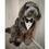 Thumbnail: Tuxedo on dog by Hendricks and Maple