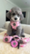 Toy poodle in a size XXS harness called DONUT EAT MY DONUTS by Hendricks and Maple