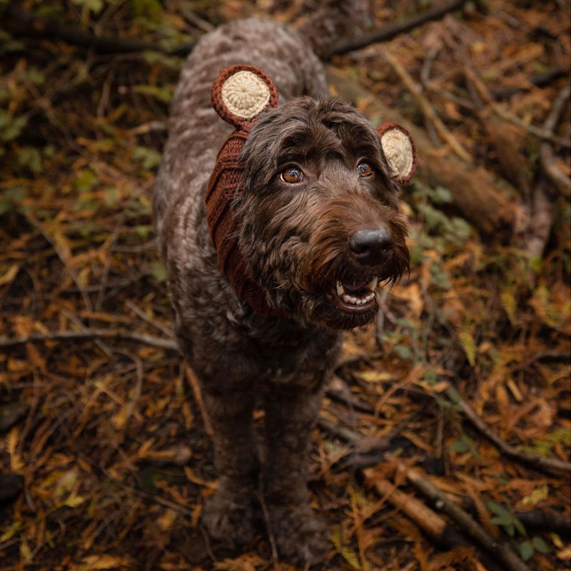 Thumbnail: Groodle wearing bear knitted novelty dog snood by Hendricks and Maple
