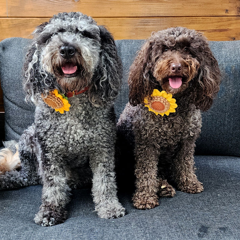 Thumbnail: Hendricks and Olive with sunflower collar flowers by Hendricks and Maple