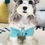 Thumbnail: Dog wearing teal knitted dog jacket front by Hendricks and Maple