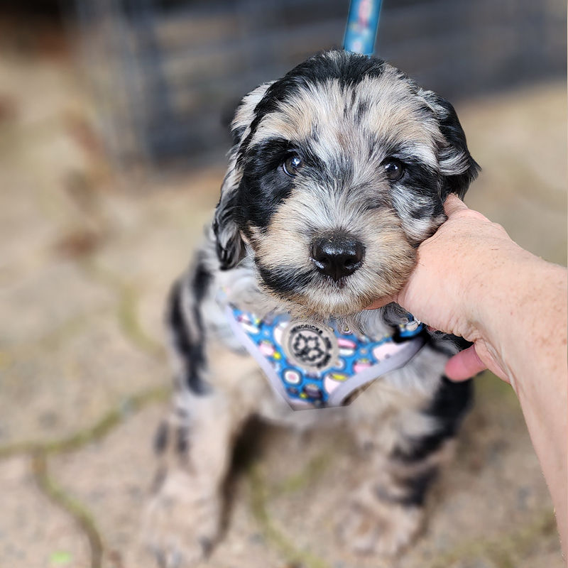 Thumbnail: Puppy wearing sushi dog harness by Hendricks and Maple