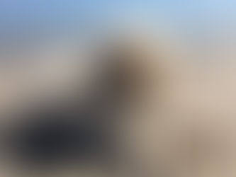 Discover the Excellence of Hendricks and Maple Cotton Rope Leashes