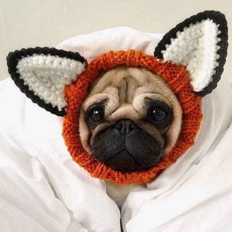 Thumbnail: Pug wearing knitted novelty fox dog snood by Hendricks and Maple