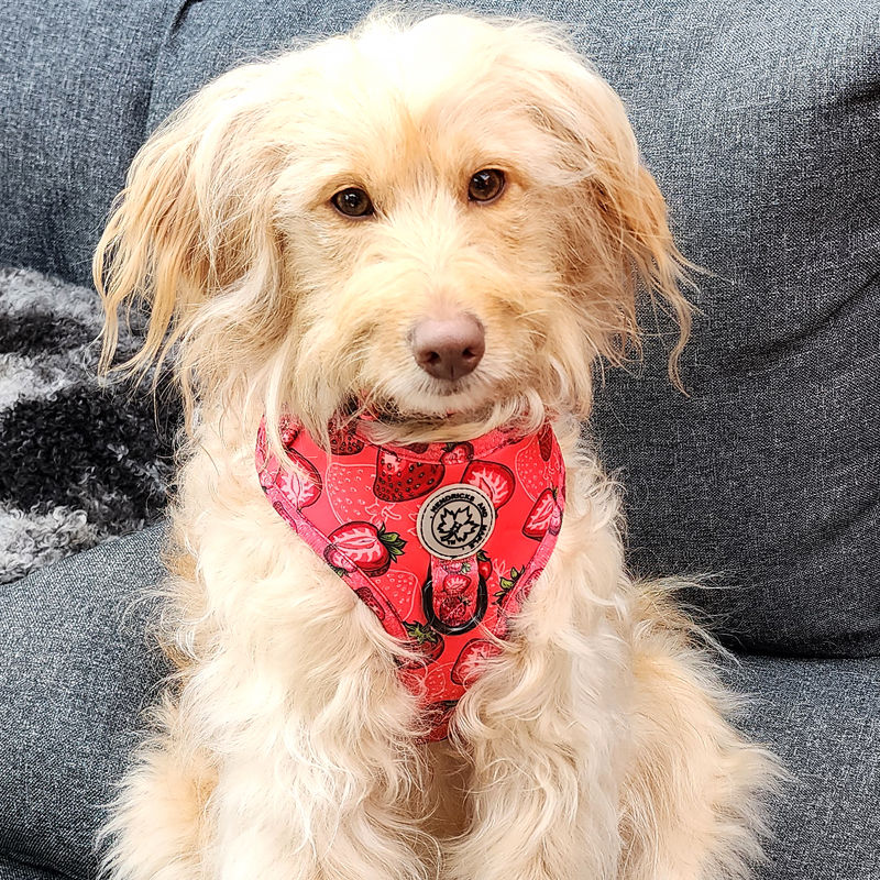 Thumbnail: Maple in berry sweet dog harness set by Hendricks and Maple