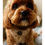 Thumbnail: Elsie the cavoodle wearing the fleur harness by Hendricks and Maple
