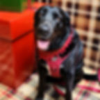 Labrador wearing an adventure harness by Hendricks and Maple