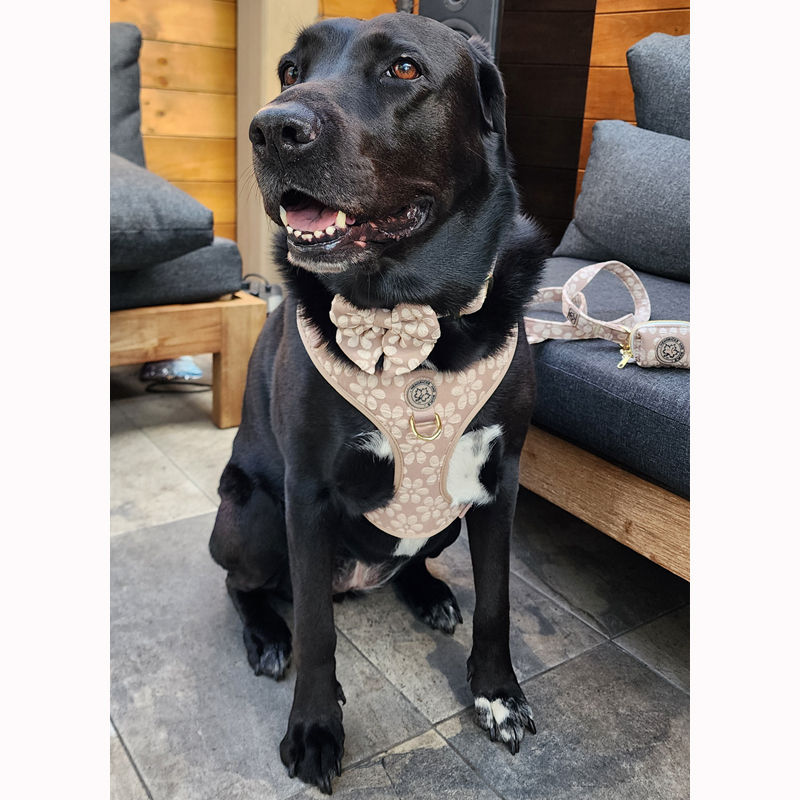 Thumbnail: Dog in xl fleur jacquard dog harness and dog collar by Hendricks and Maple