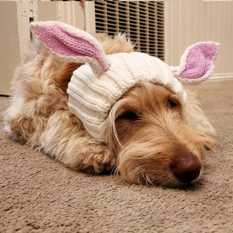 Thumbnail: Labradoodle wearing rabbit knitted dog snood by Hendricks and Maple