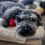 Thumbnail: Dog cuddling the red rose dog rope toy by Hendricks and Maple