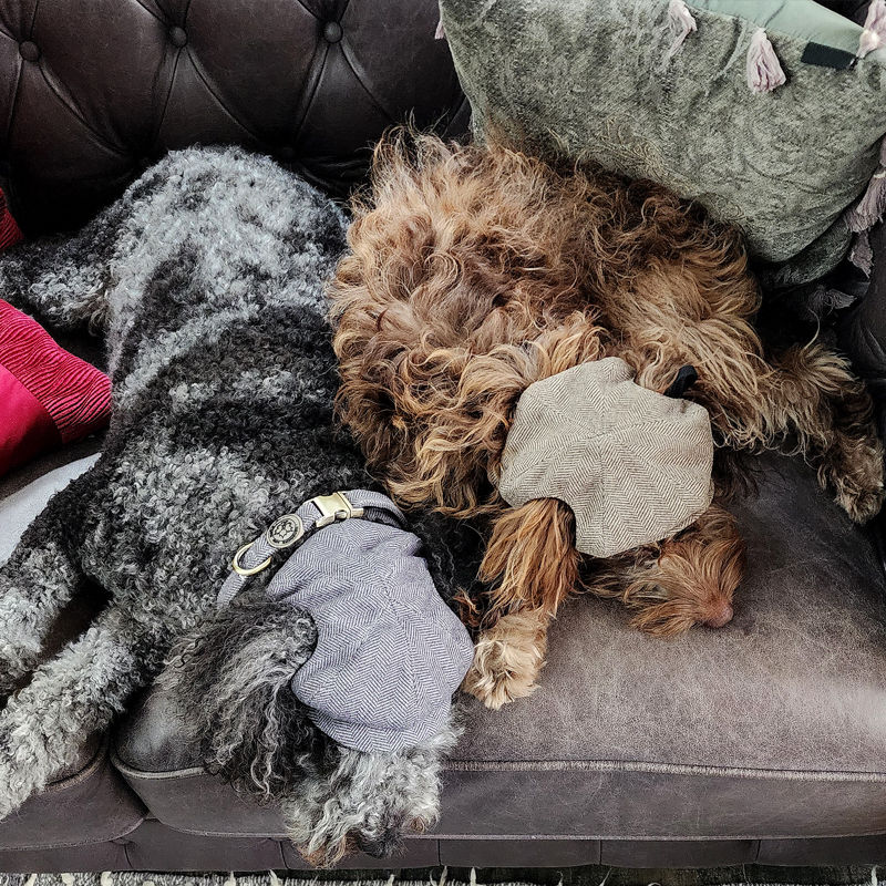 Thumbnail: Two dogs sleeping in herringbone tweed dog caps by Hendricks and Maple