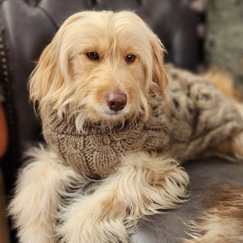 Thumbnail: Maple in hazel coloured dog sweater by Hendricks and Maple