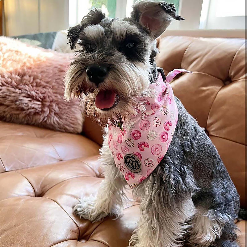 Thumbnail: Schnauzer wearing pink donut dog bandana by Hendricks and Maple