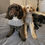 Thumbnail: Two labradoodles in wool blend ponchos by Hendricks and Maple
