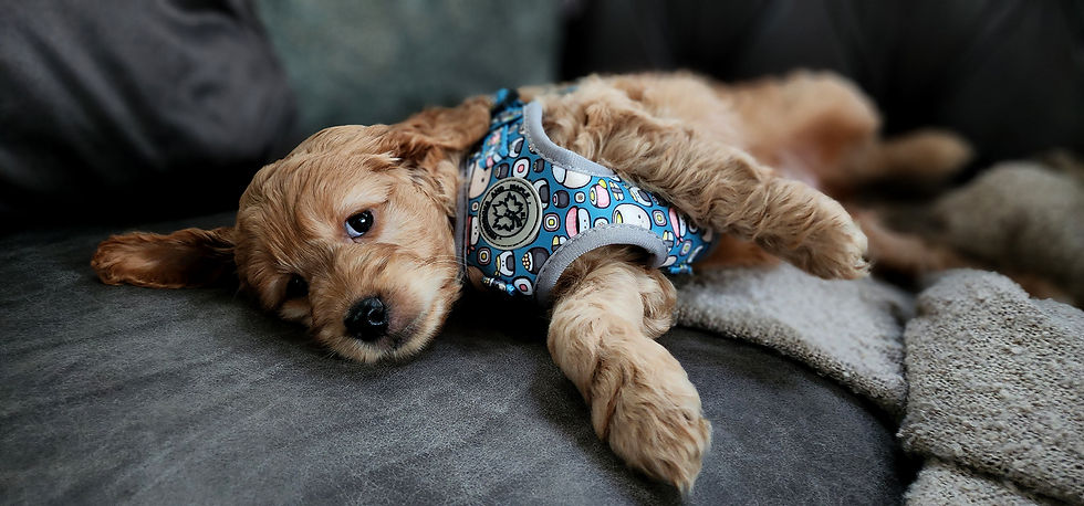 We have dog harnesses from size XXS to XL to fit most breeds in many exclusive printed neoprene designs and luxe fabric ranges. This is the SUSHI CUTIE Step in Style Dog Harness Range.