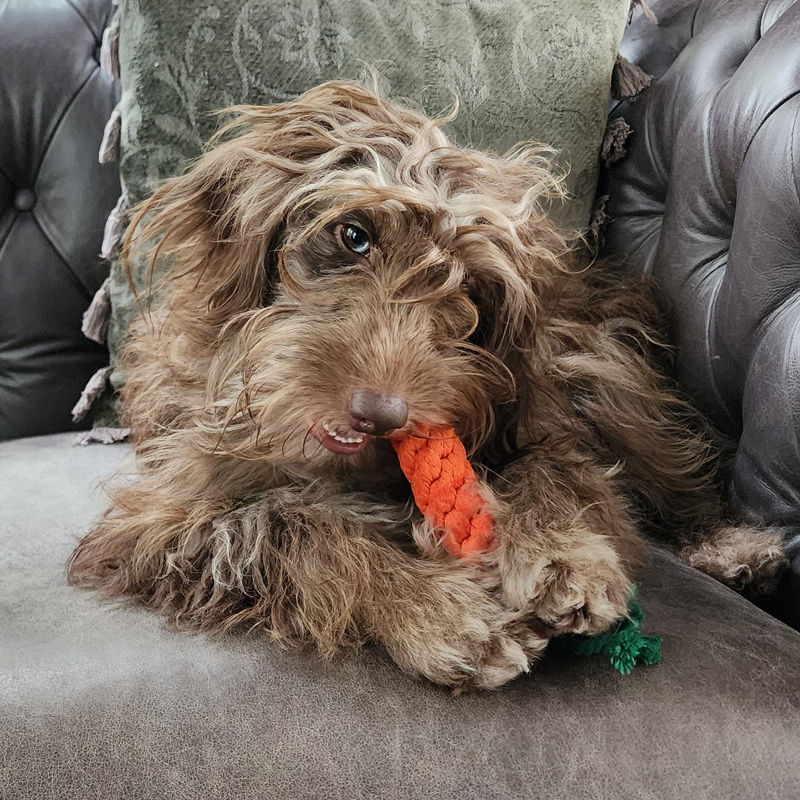 Thumbnail: Hazelnut with carrot rope chew toy by Hendricks and Maple