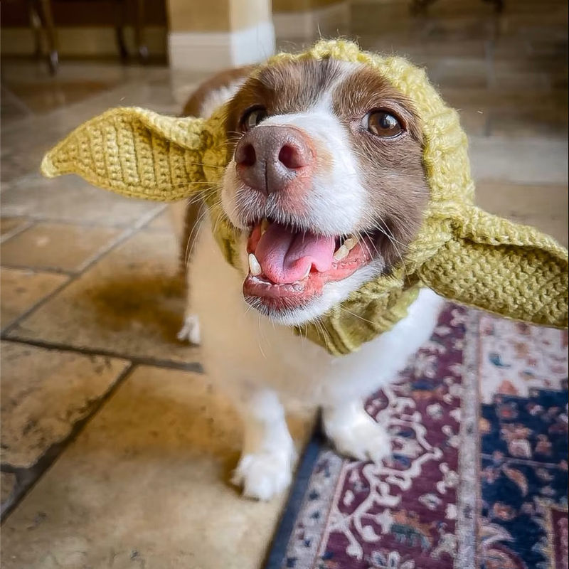 Thumbnail: Happy dog in alien dog snood by Hendricks and Maple