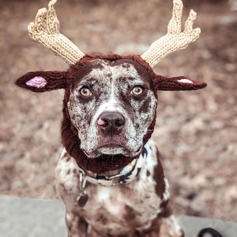 Thumbnail: Cattle dog wearing reindeer dog snood by Hendricks and Maple