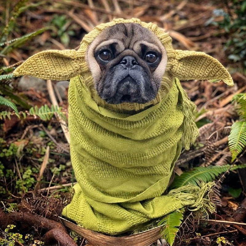 French Bulldog or Pug wearing an alien knitted dog snood.