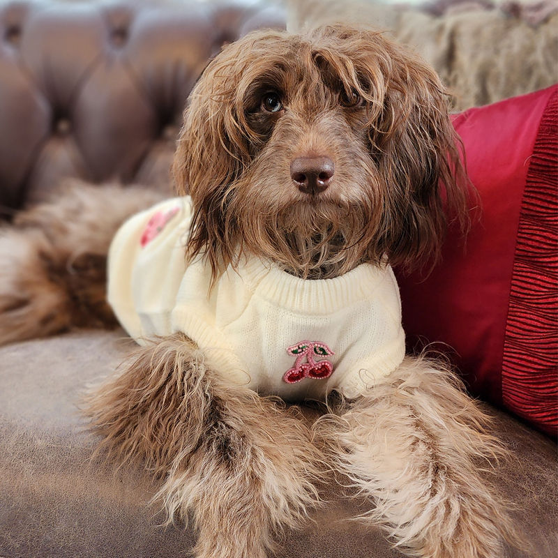 Hazelnut in the Pampered Pawdrobe Cherry sequin Sweater by Hendricks and Maple