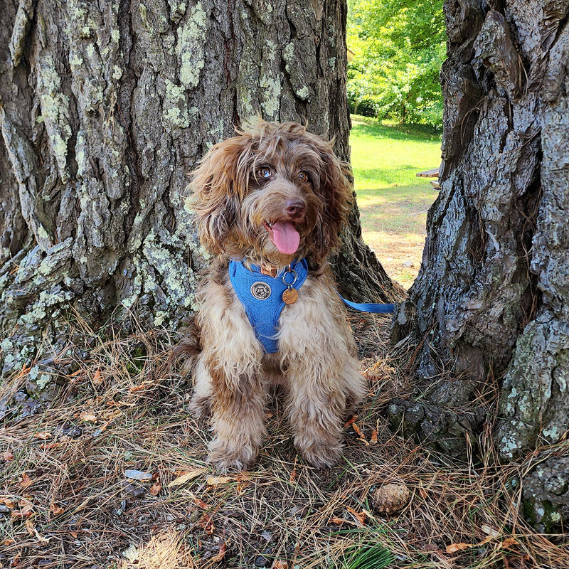 Labradoodle wearing the luxe denim harness range in the colour indigo.