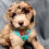 Thumbnail: Puppy wearing small dragon fruit harness by Hendricks and Maple