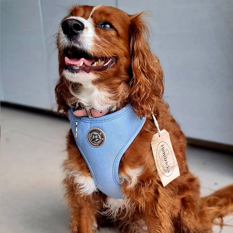 Thumbnail: Close up of dog in light denim dog harness by Hendricks and Maple