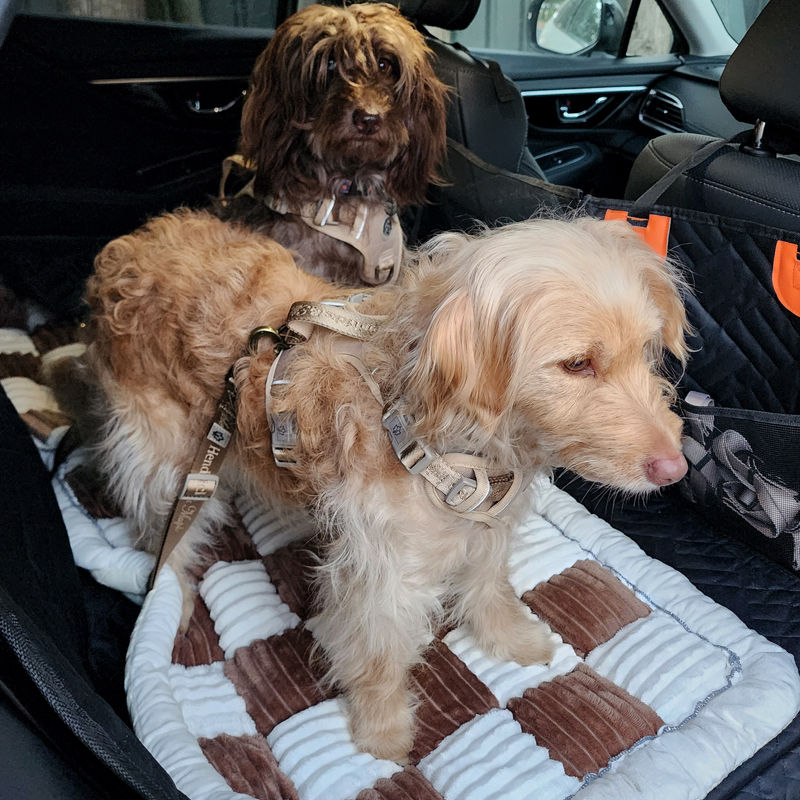Thumbnail: Maple in the car side view with restraint by Hendricks and Maple