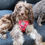 Thumbnail: Hazelnut in berry sweet harness set by Hendricks and Maple