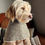Thumbnail: Dog wearing biscuit dog jacket front view by Hendricks and Maple