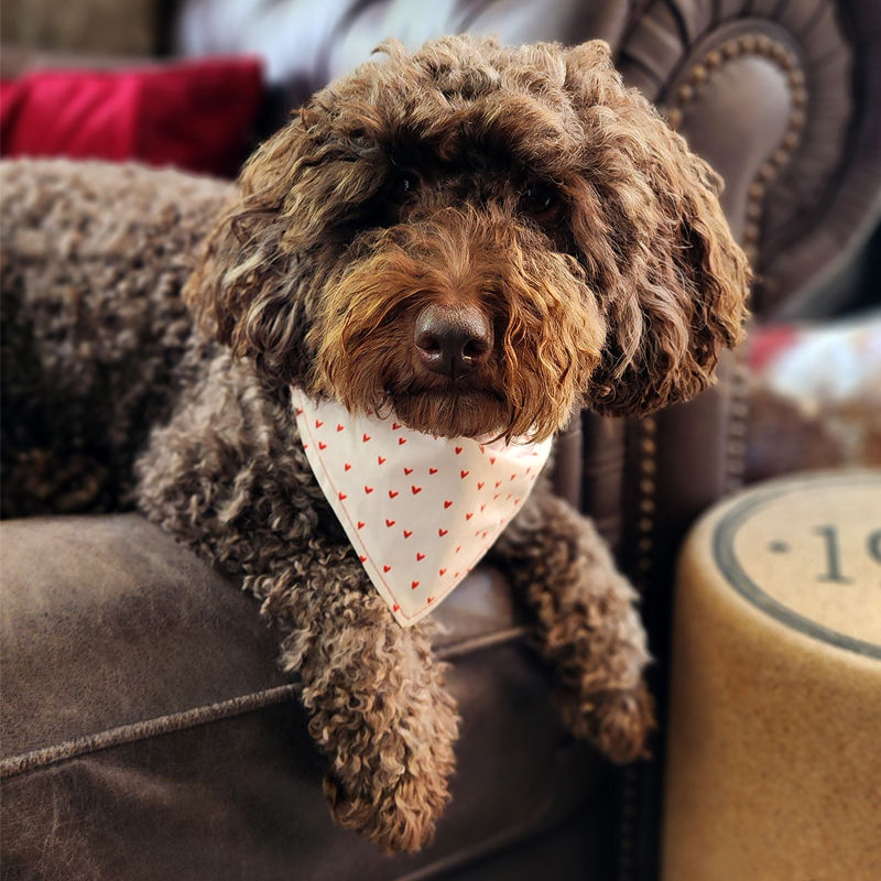 Thumbnail: Olive wearing the love actually bandana by Hendricks and Maple