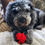 Thumbnail: Hendricks with the red rose dog rope toy by Hendricks and Maple