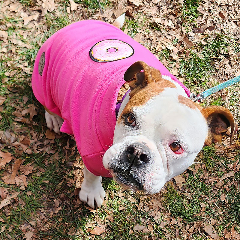 Bulldog in our donut fleece snug by Hendricks and Maple
