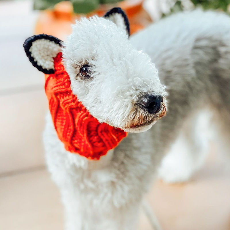 Thumbnail: Sheepadoodle wearing knitted fox dog snood by Hendricks and Maple