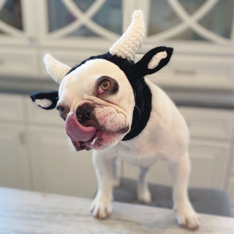 Thumbnail: French Bulldog in cow knitted novelty dog snood by Hendricks and Maple